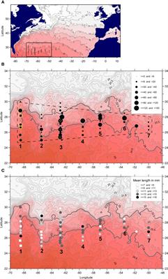 Mesoscale-driven dispersion of early life stages of European eel